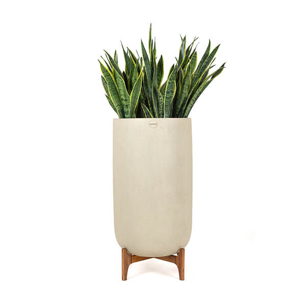 Money Plant in Ceramic Pot